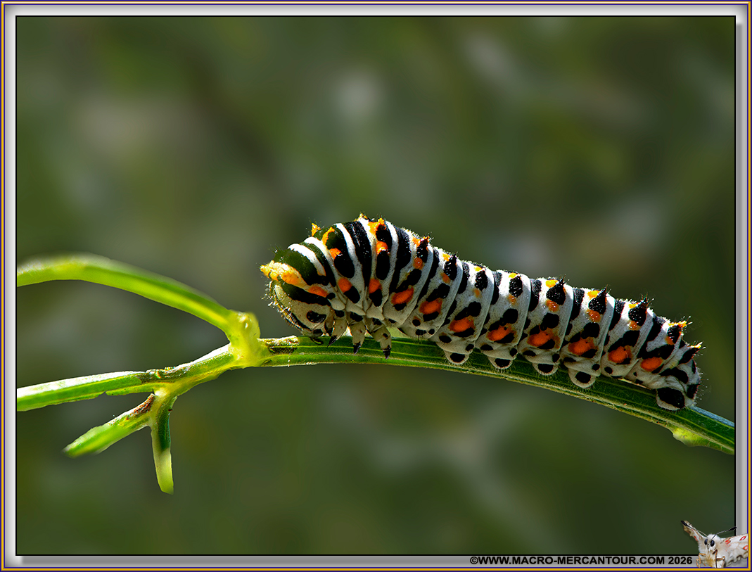 Chenille de Machaons